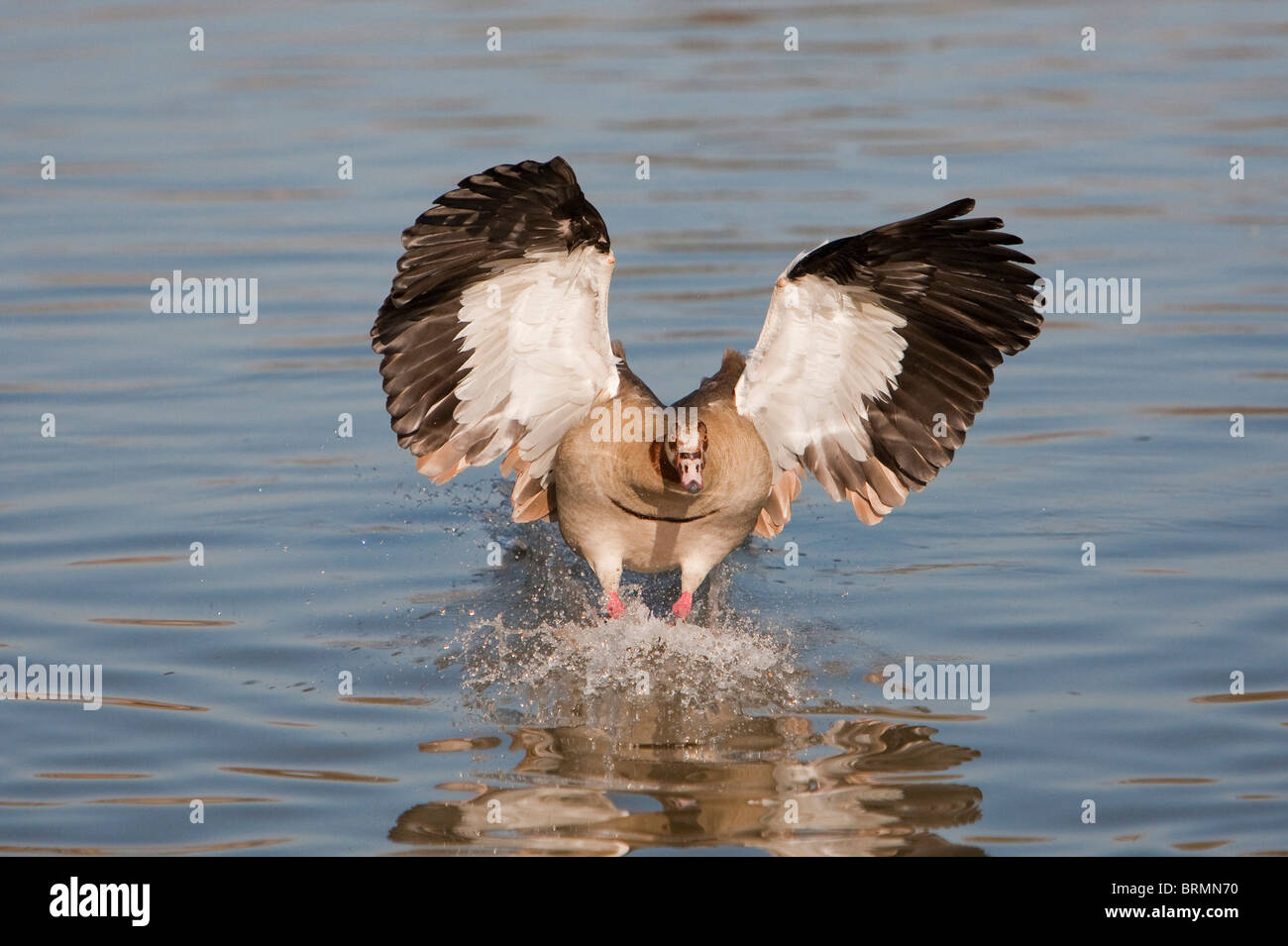 Egyptian Goose coming in to land on water Stock Photo