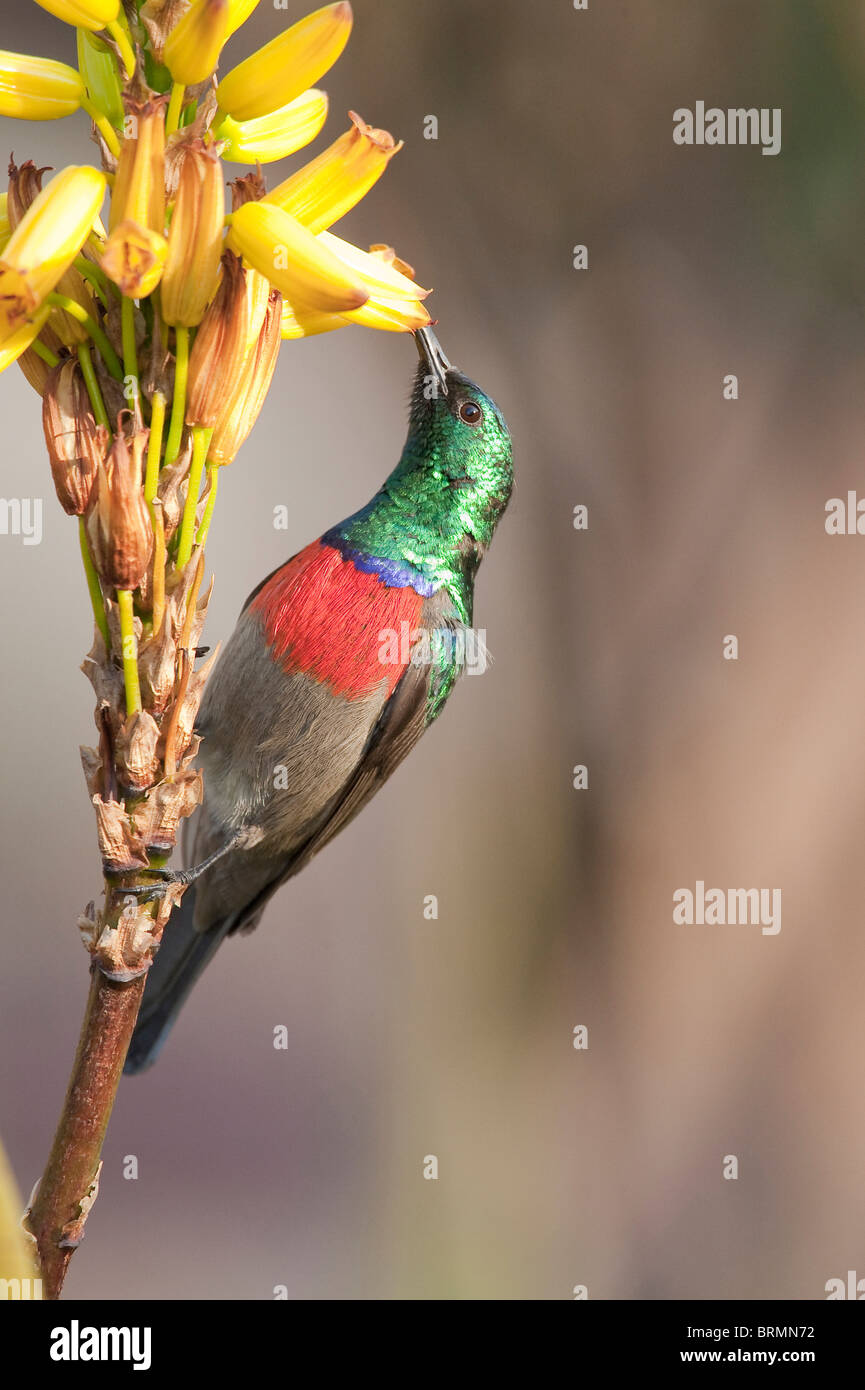 Male greater double collared Sunbird sucking nectar from a yellow
