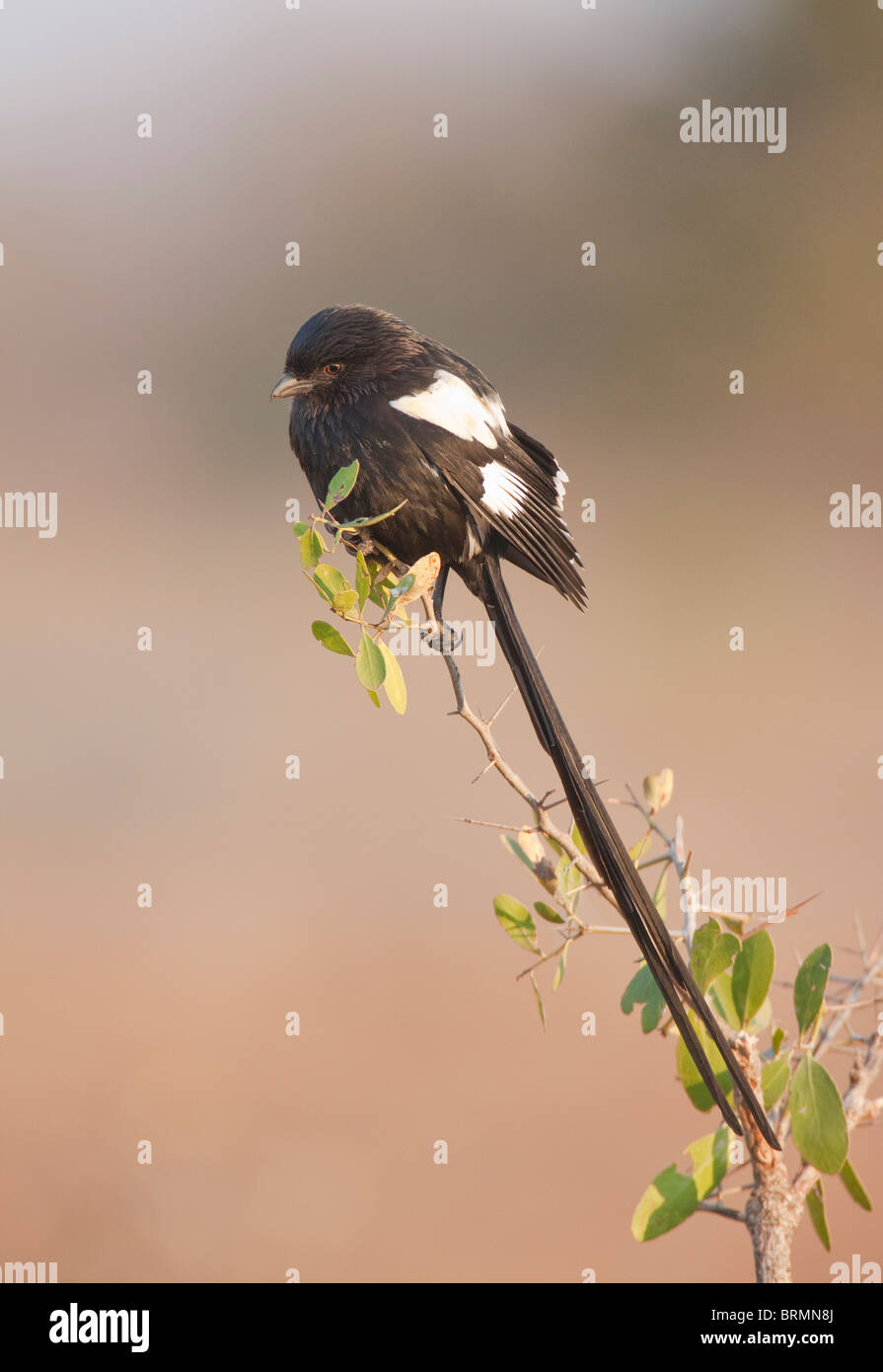 Magpie Shrike perched on branch with tree twigs Stock Photo