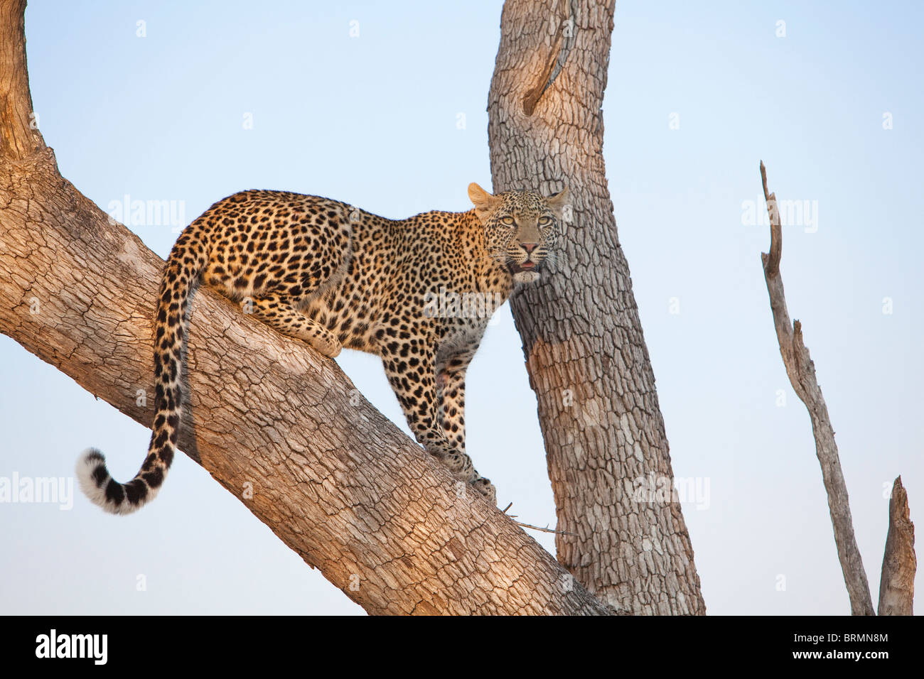 Female leopard sitting in the fork of a Leadwood tree looking at the ...