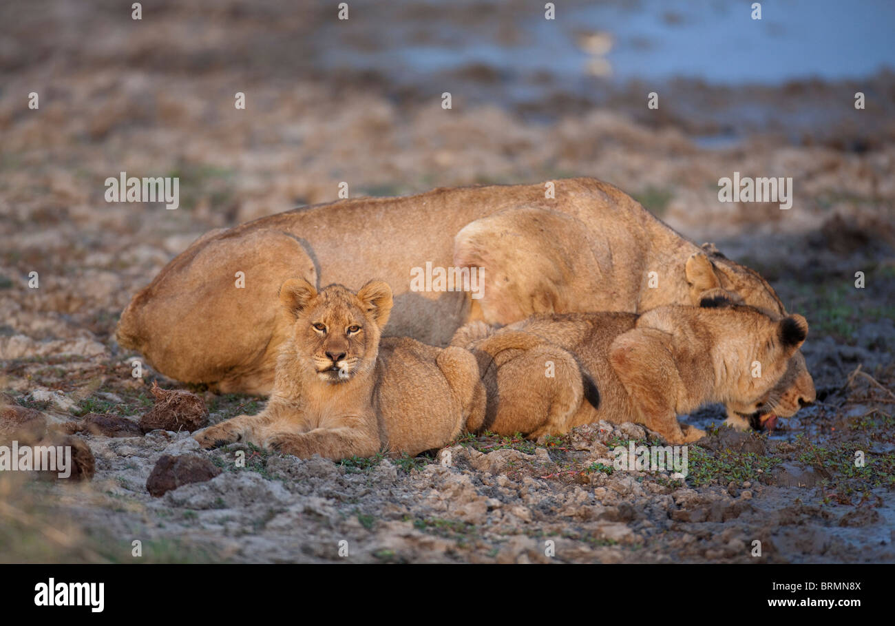 Lioness and cub drinking with a second cub keeping guard at a waterhole Stock Photo
