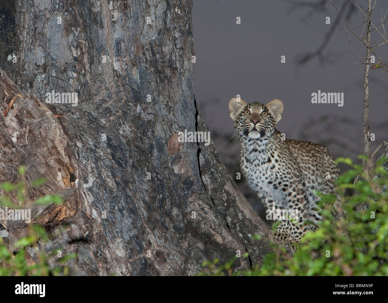 Leopard cub in the fork of a tree looking skywards Stock Photo