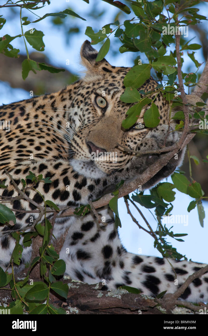 Portrait of a Leopard lying in a tree resting head on its paw Stock ...