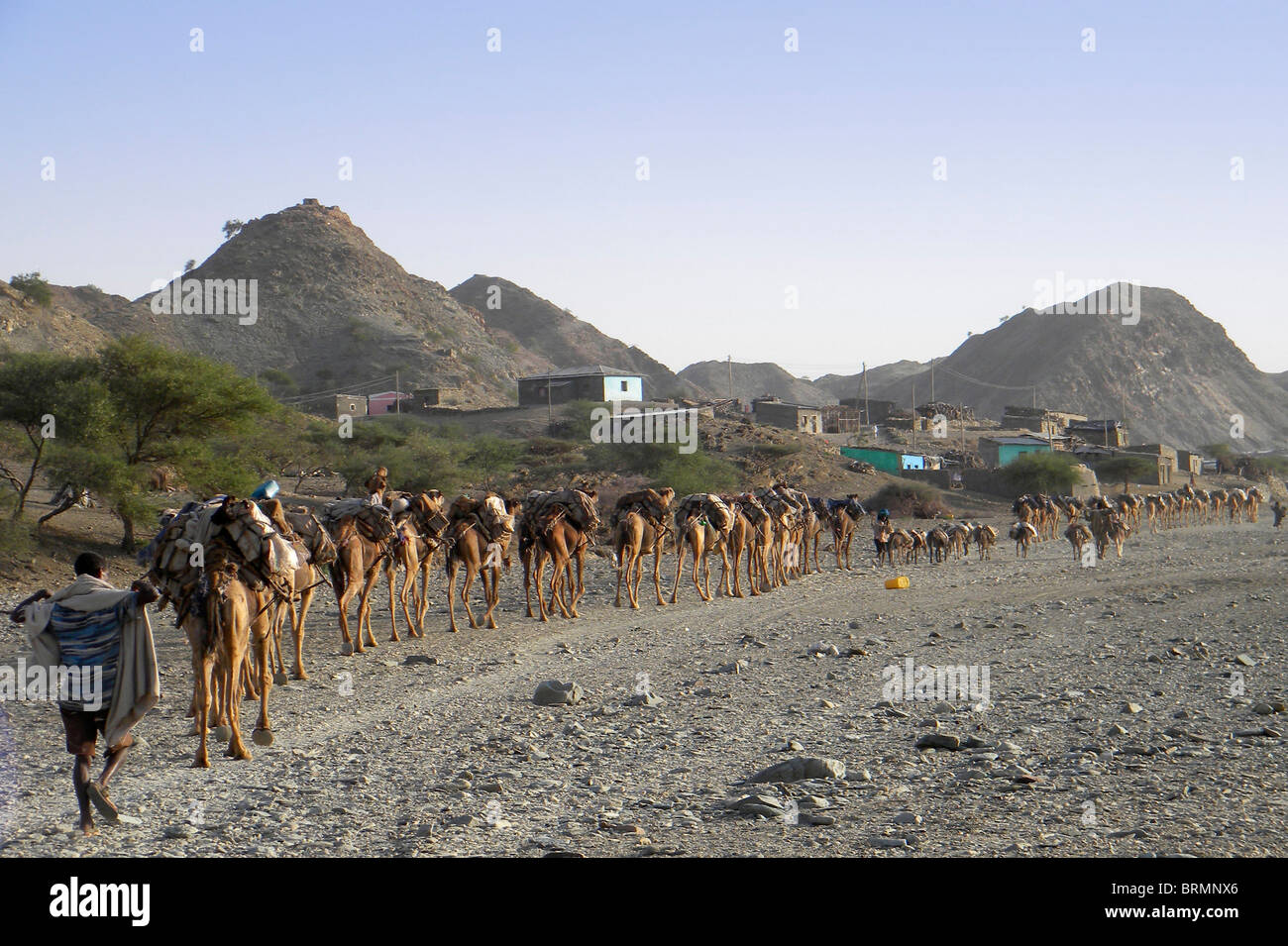 Afar herders with camel train of heavily laden camels and donkeys Stock Photo