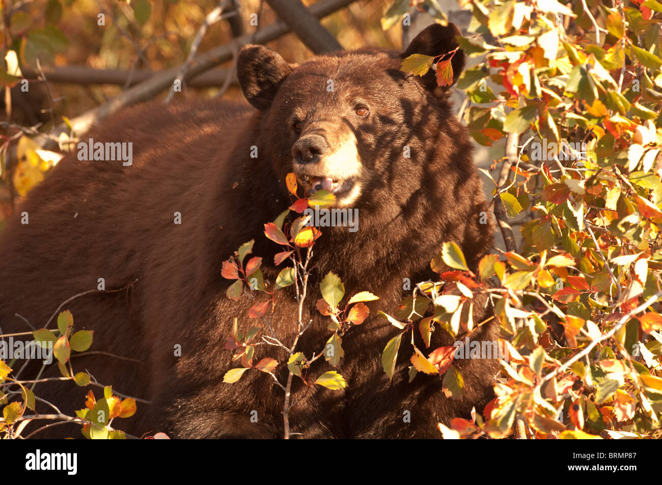 Stock photo of an America black bear feeding on berries in a river hawthorne shrub, Grand Teton National Park, Wyoming Stock Photo