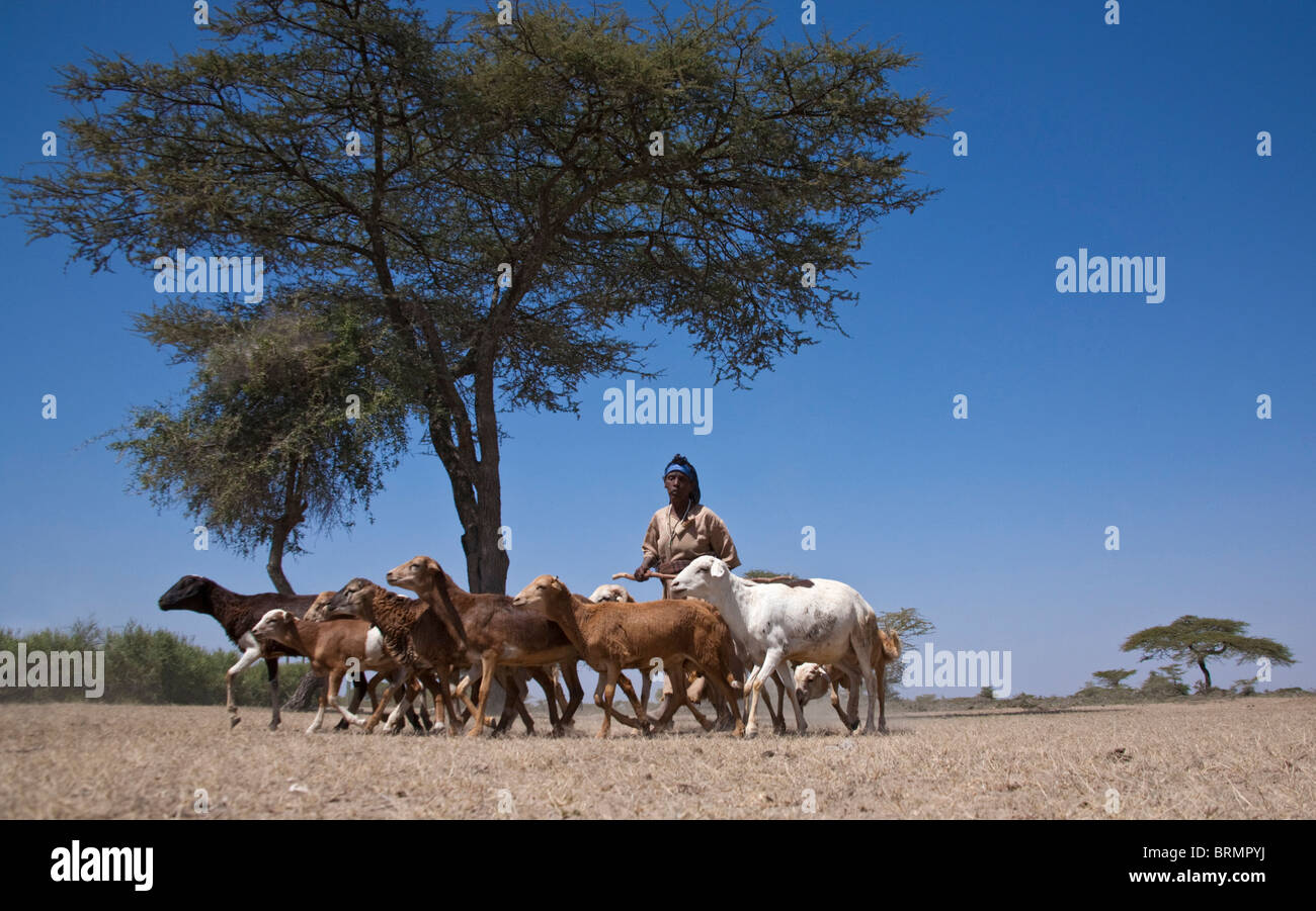 A woman herding goats in an arid Acacia woodland Stock Photo