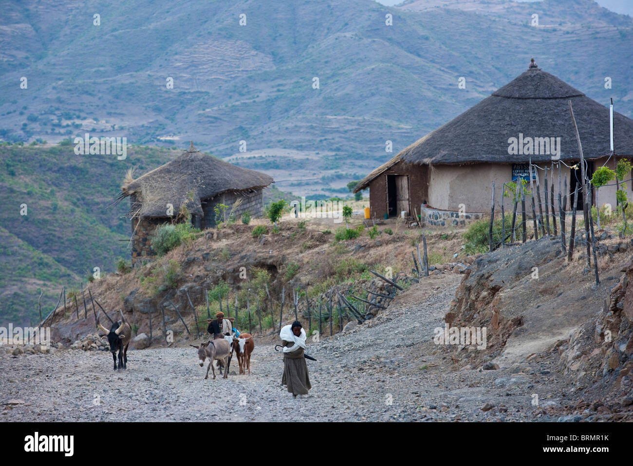 A woman, donkeys and cows walking up the road to Lalibela village Stock Photo