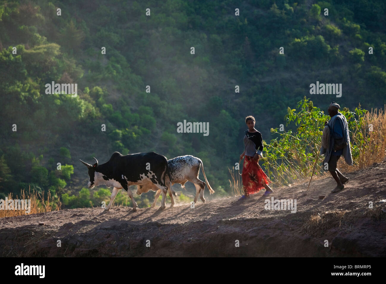 Local man and woman walking down a steep dusty path with two cattle Stock Photo