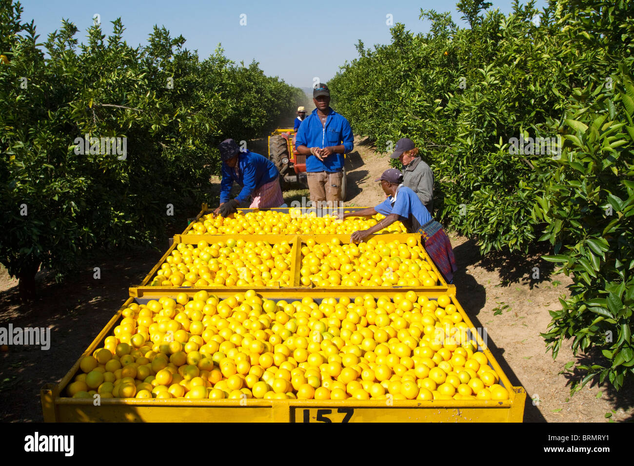 Workers harvesting oranges onto the back of a tractor-drawn trailer Stock Photo