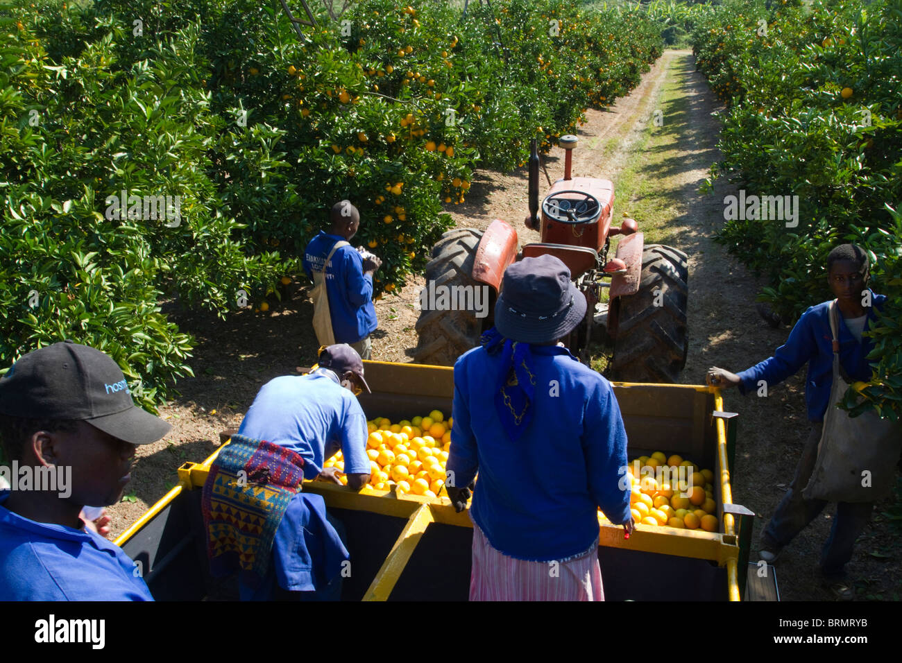 Worker emptying a bag of freshly harvested oranges into a trailer parked in an orchard Stock Photo