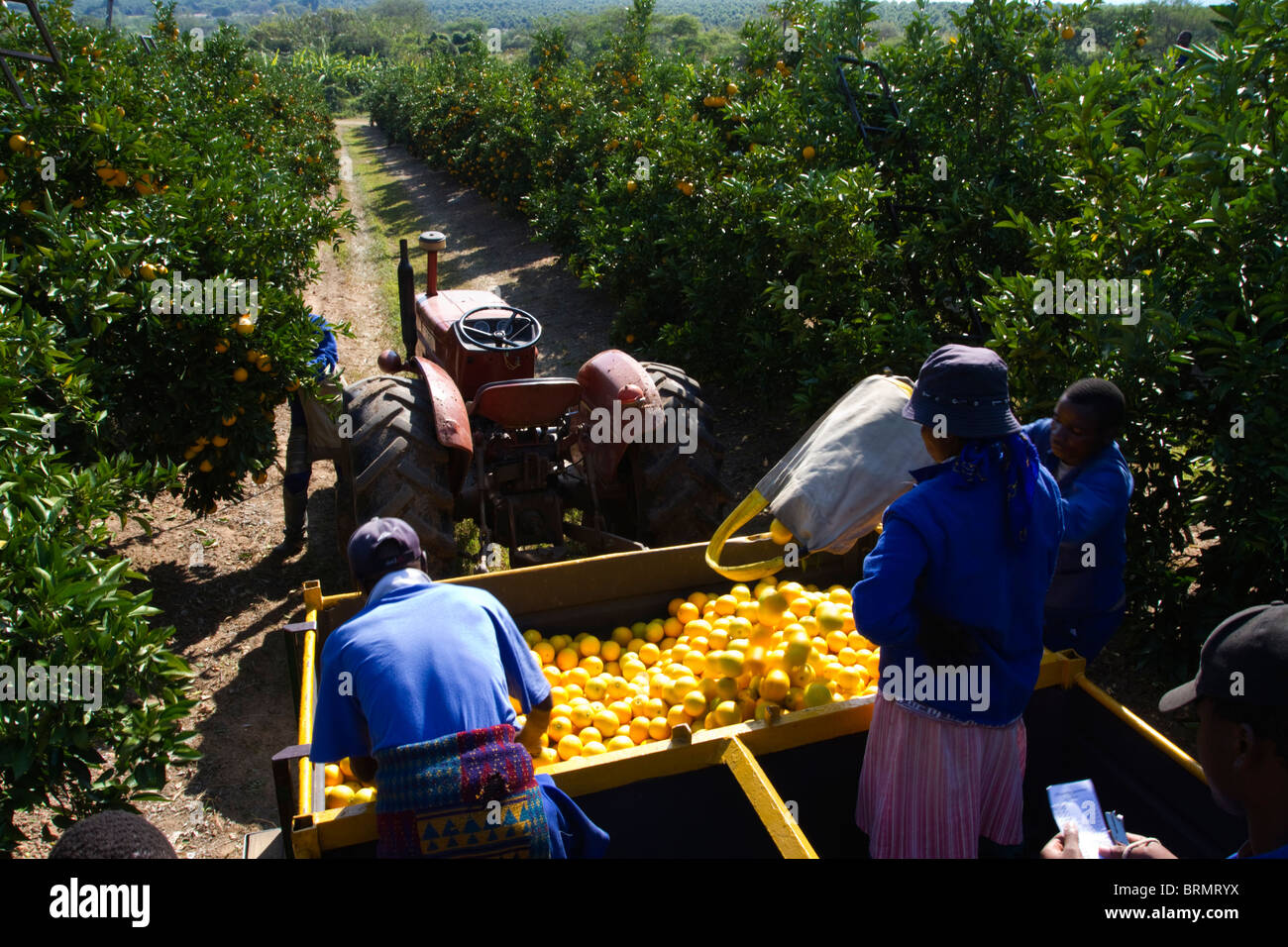 Worker emptying a bag of freshly harvested oranges into a trailer parked in an orchard Stock Photo