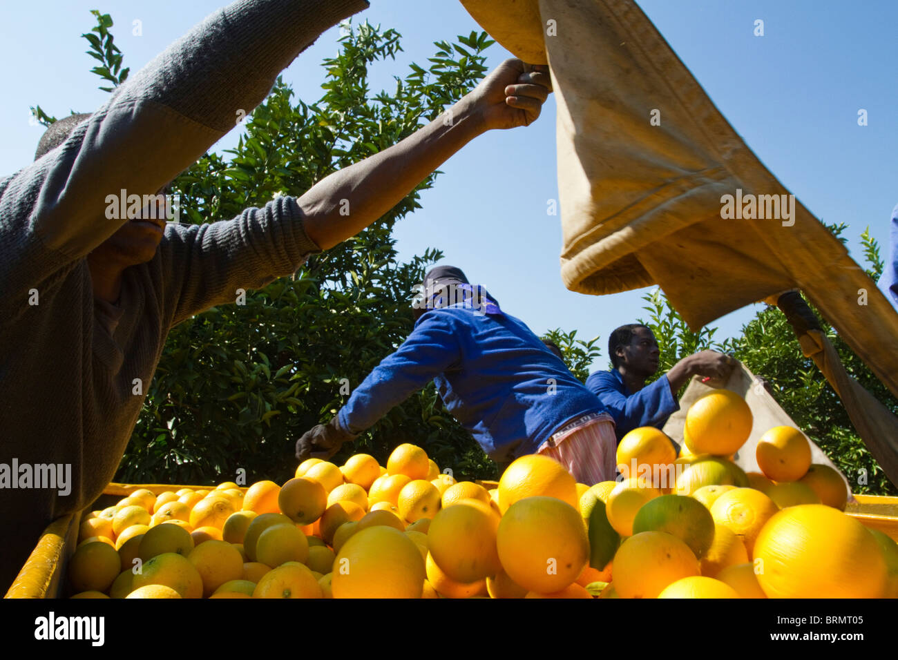Worker emptying a bag of freshly harvested oranges into a trailer Stock Photo