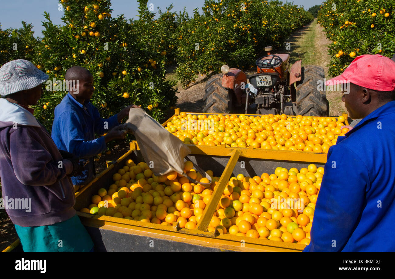 Worker emptying a bag of freshly harvested oranges into a trailer in an orchard Stock Photo