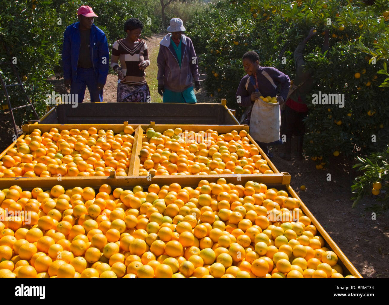 Workers loading freshly picked oranges onto a trailer in the orchard Stock Photo