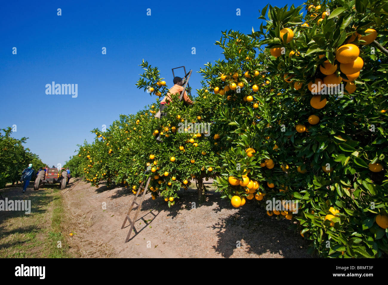 Harvesting oranges hires stock photography and images Alamy