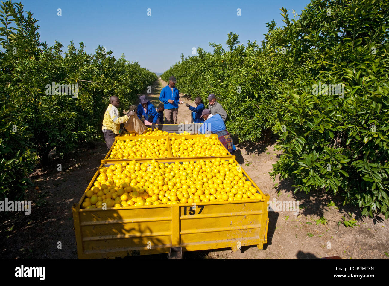 Workers sorting oranges on the back of a trailer Stock Photo