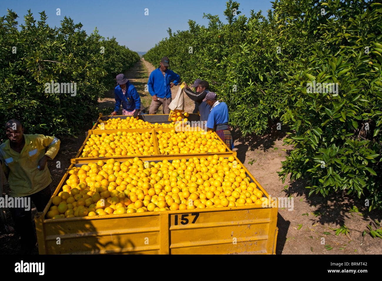 South africa oranges harvest hires stock photography and images Alamy