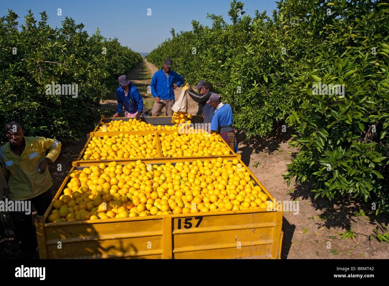 Workers loading freshly harvested oranges onto a trailer in an orchard Stock Photo