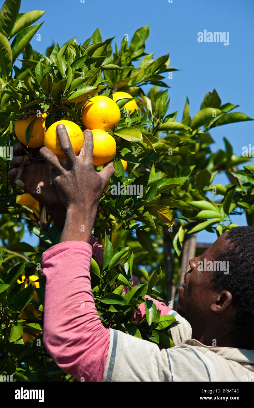 A close up of a worker hand picking  harvesting oranges Stock Photo