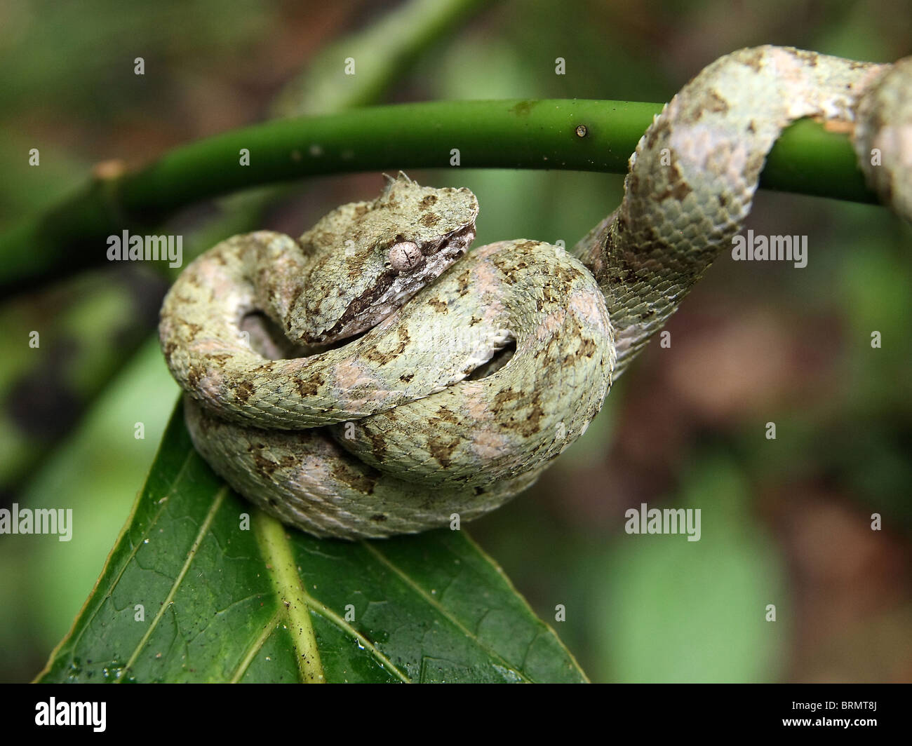 Green Eyelash Pit Viper