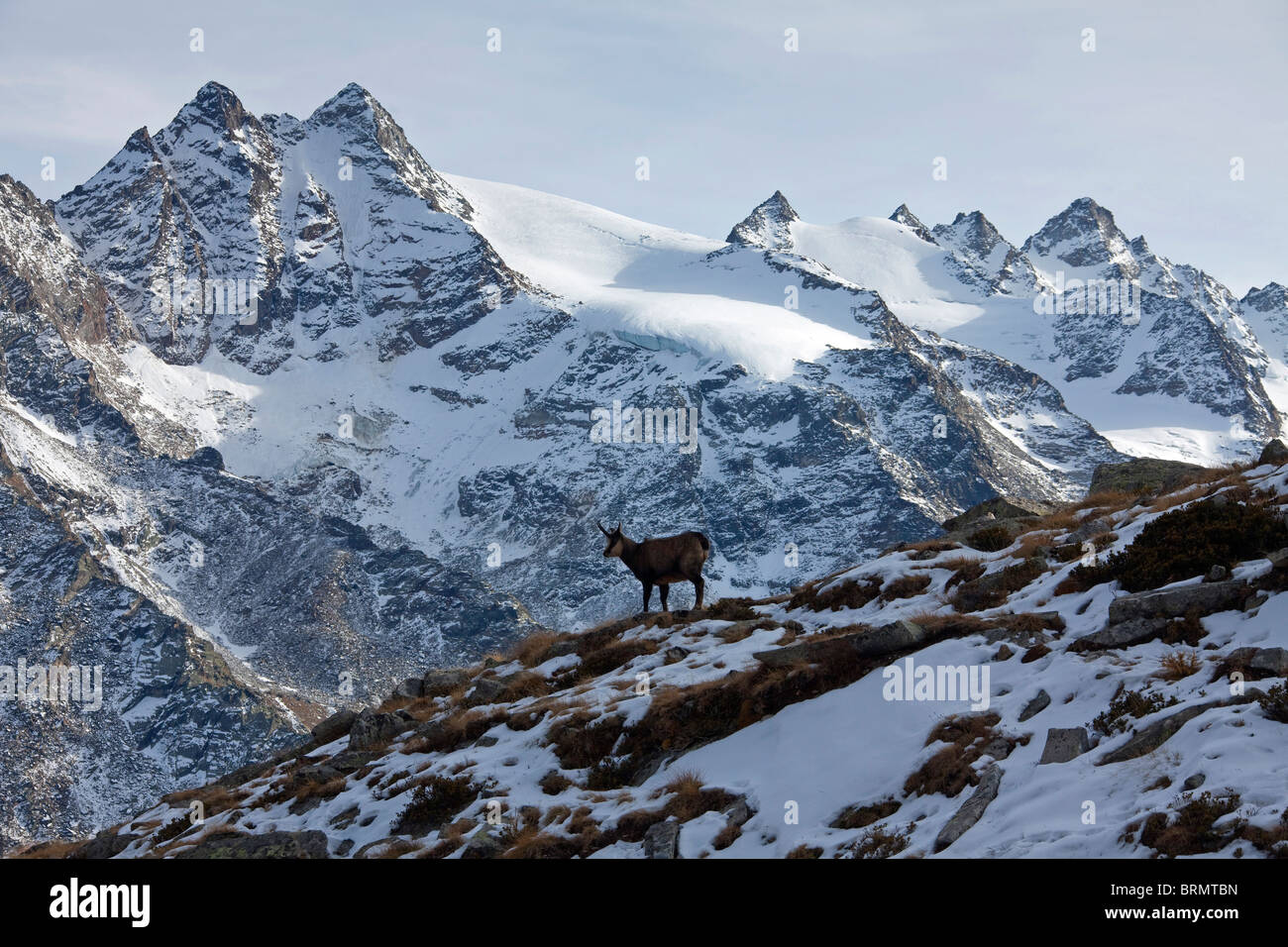 Landscape in Gran Paradiso National Park with Alpine Chamois (Rupicapra rupicapra). Stock Photo