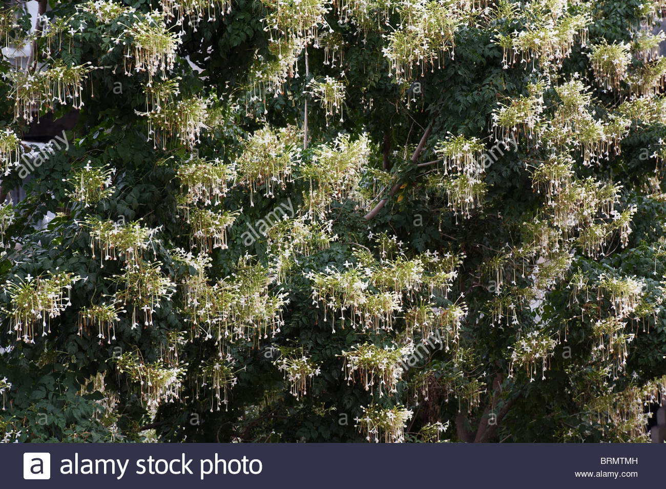 Millingtonia Hortensis. Cork tree in flower in India Stock Photo