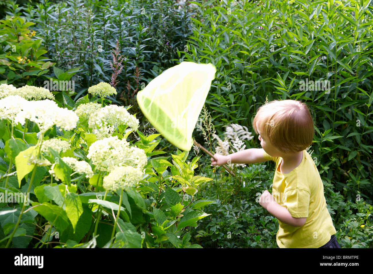 Boy playing with butterfly net in garden Stock Photo