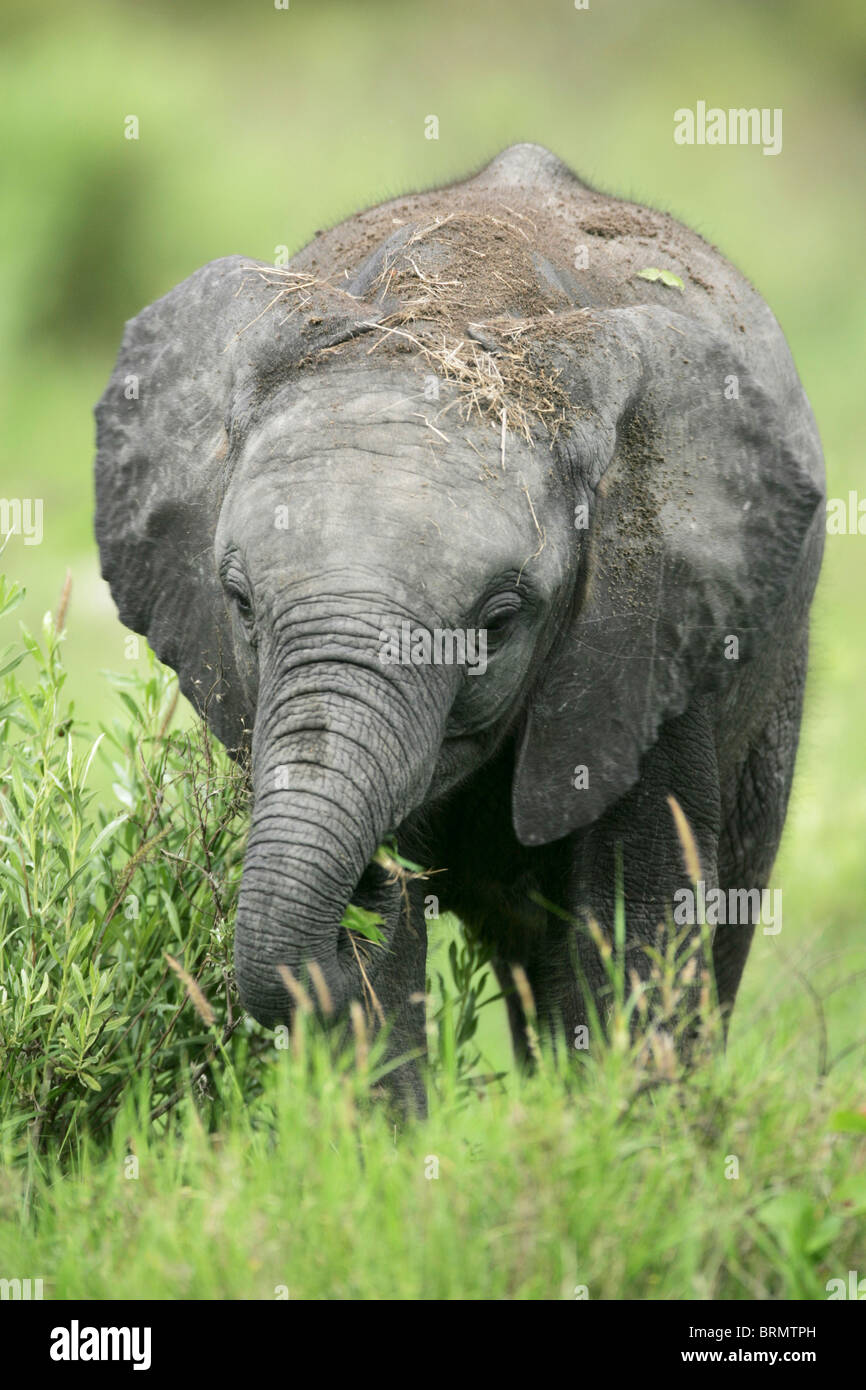 A young Elephant foraging for food Stock Photo