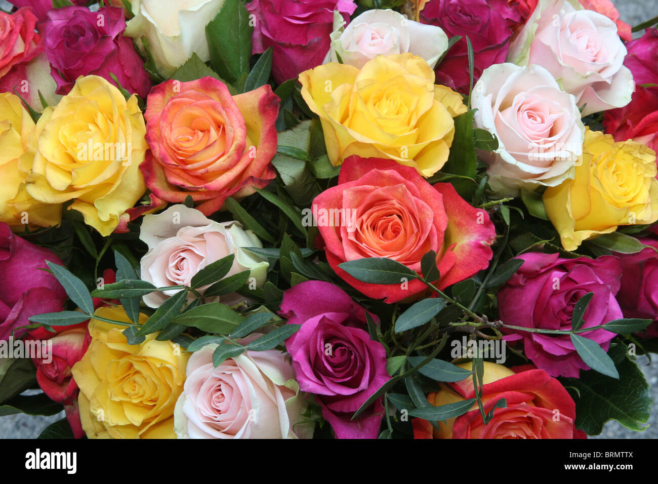 Colorful rose bouquet (Rosa sp.). Stock Photo