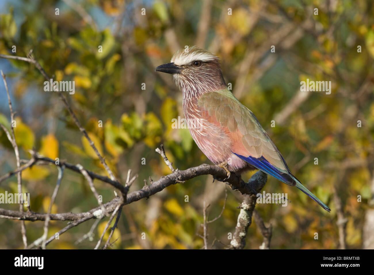 Purple roller (Rufous crowned roller) perched on a branch Stock Photo
