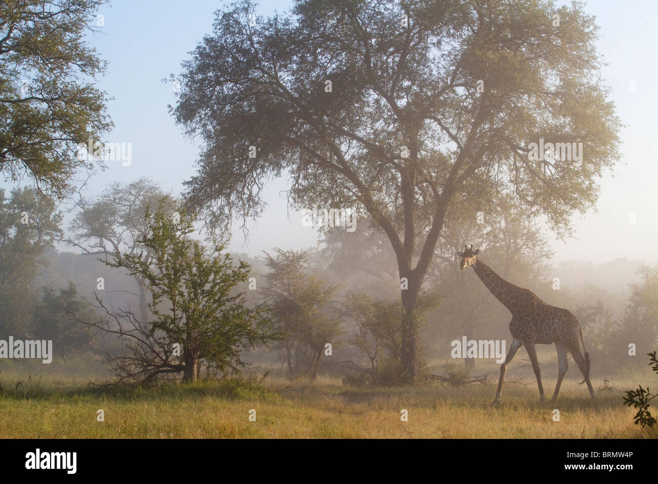 Giraffe walking through the bushveld on a misty morning Stock Photo