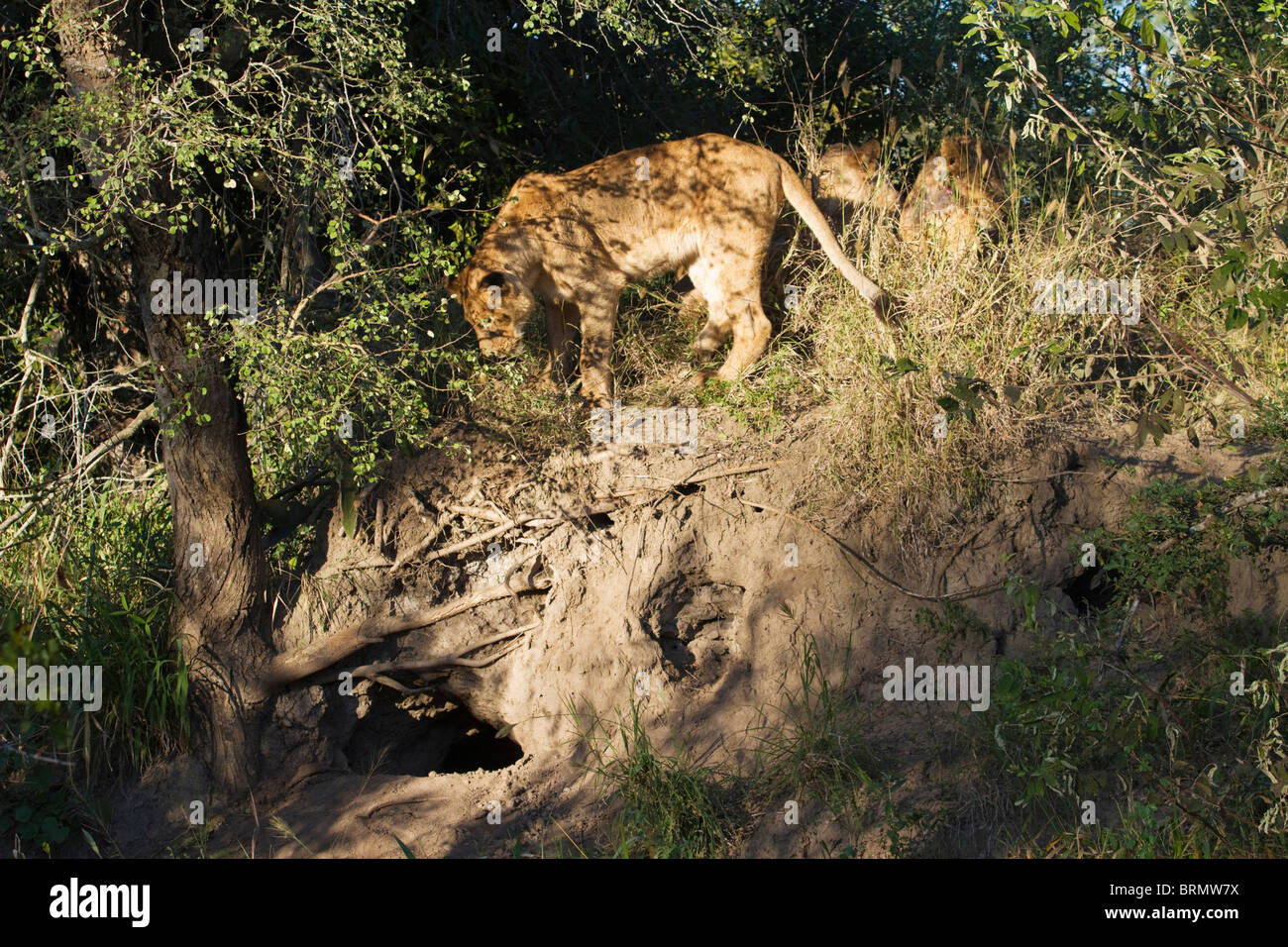 Lion standing on a termite mound looking down at a warthog burrow waiting for the hog to emerge Stock Photo