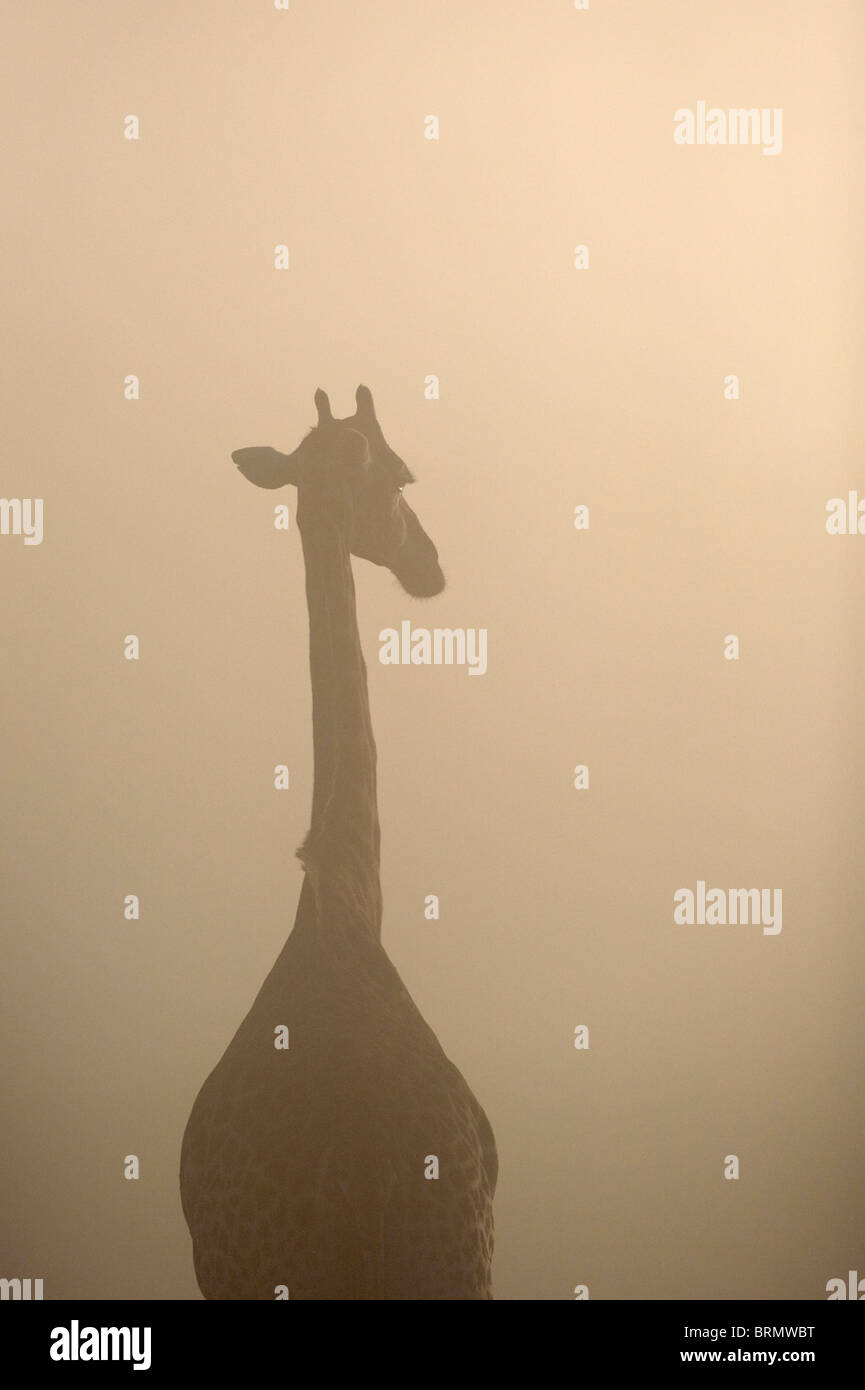 Giraffe silhouetted on a misty morning Stock Photo