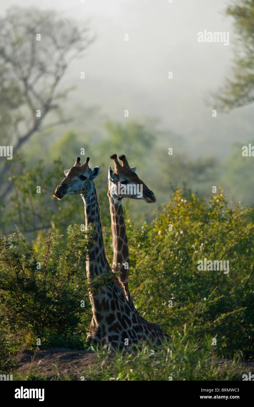 Giraffe pair standing in dense woodland Stock Photo