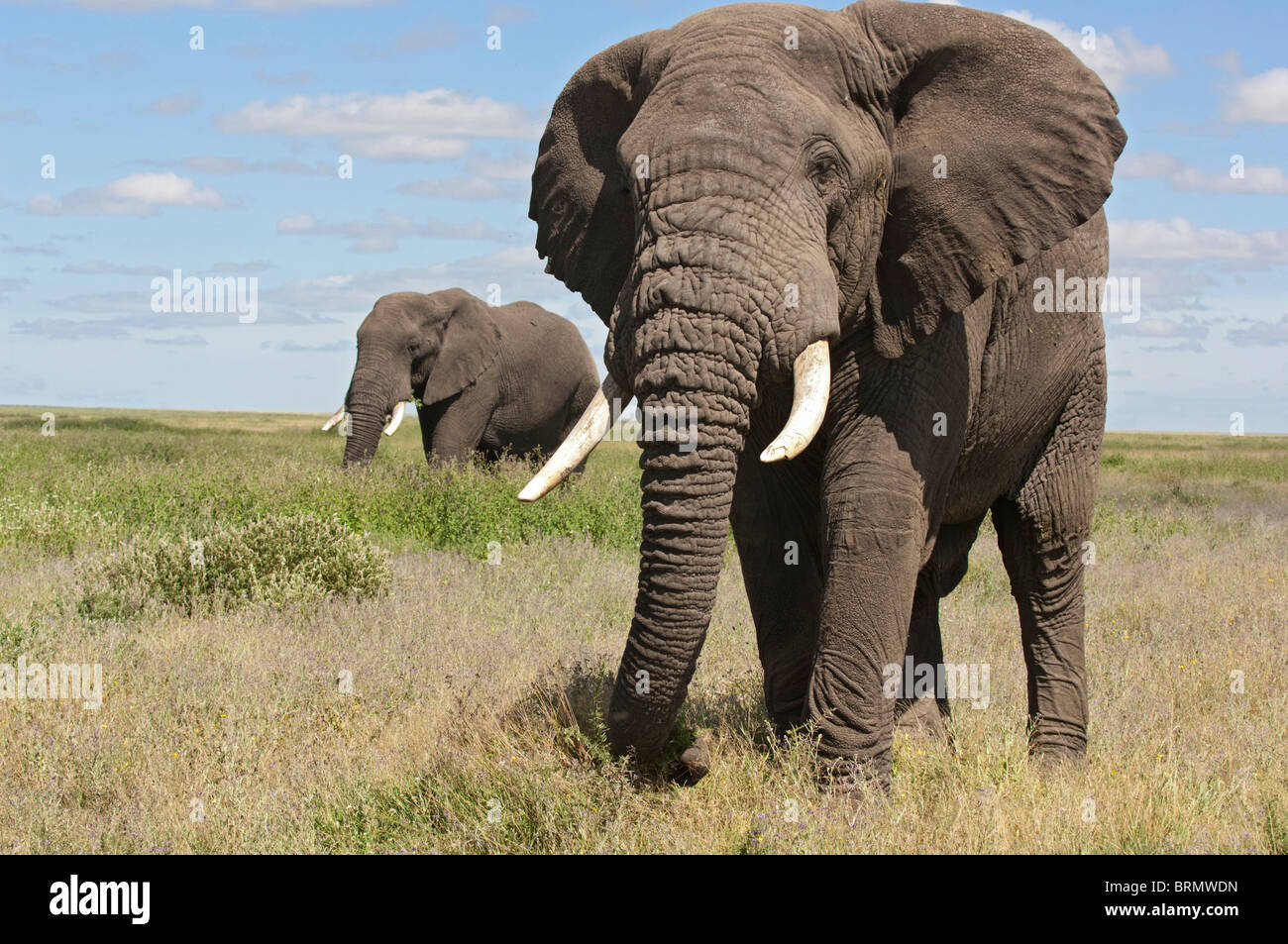 An Elephant with its trunk trailing on the ground and another standing in the background Stock Photo