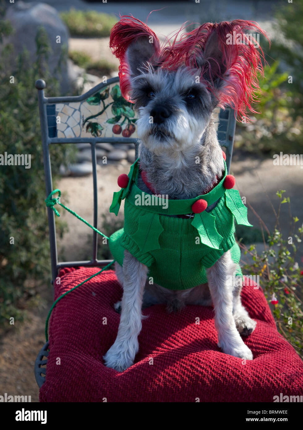 Schnauzer outfits cheap