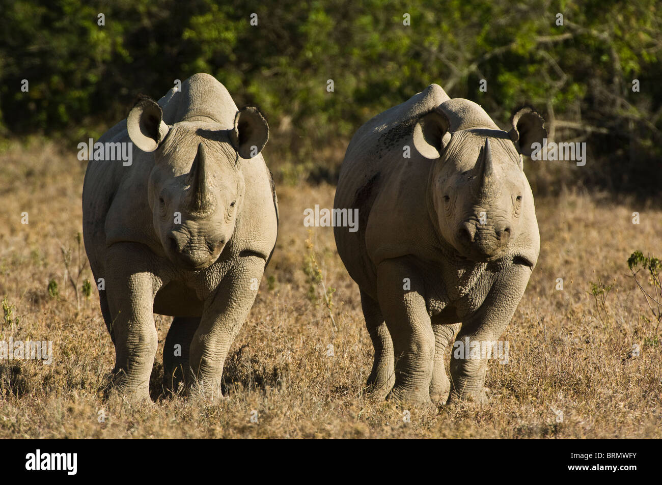 Two Black rhinoceros (Diceros bicornis michaeli) East African sub-species standing side by side Stock Photo