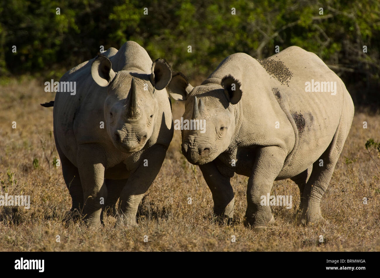 Two Black rhinoceros (Diceros bicornis michaeli) East African sub-species standing side by side Stock Photo