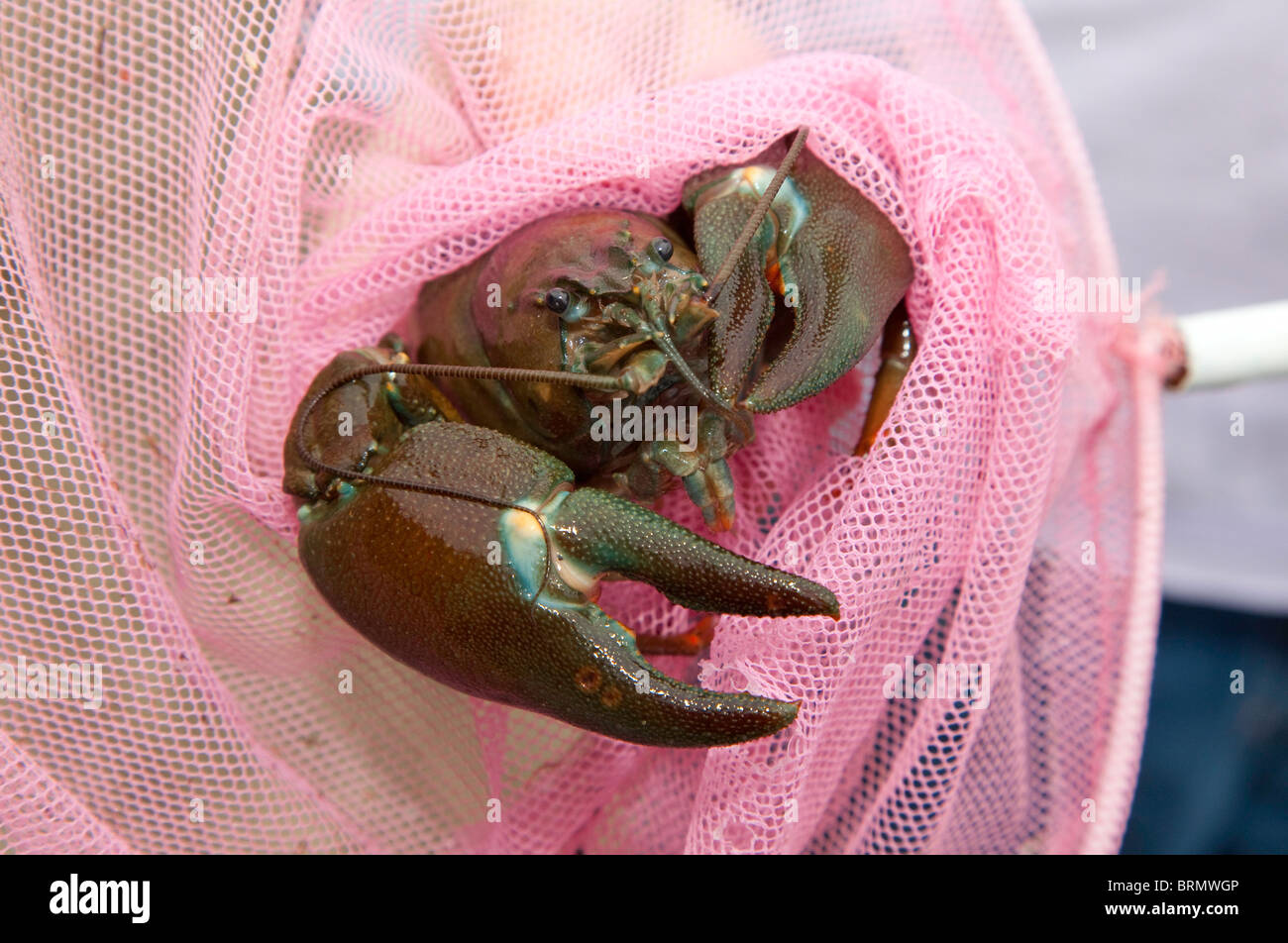 An American signal crayfish UK Stock Photo Alamy