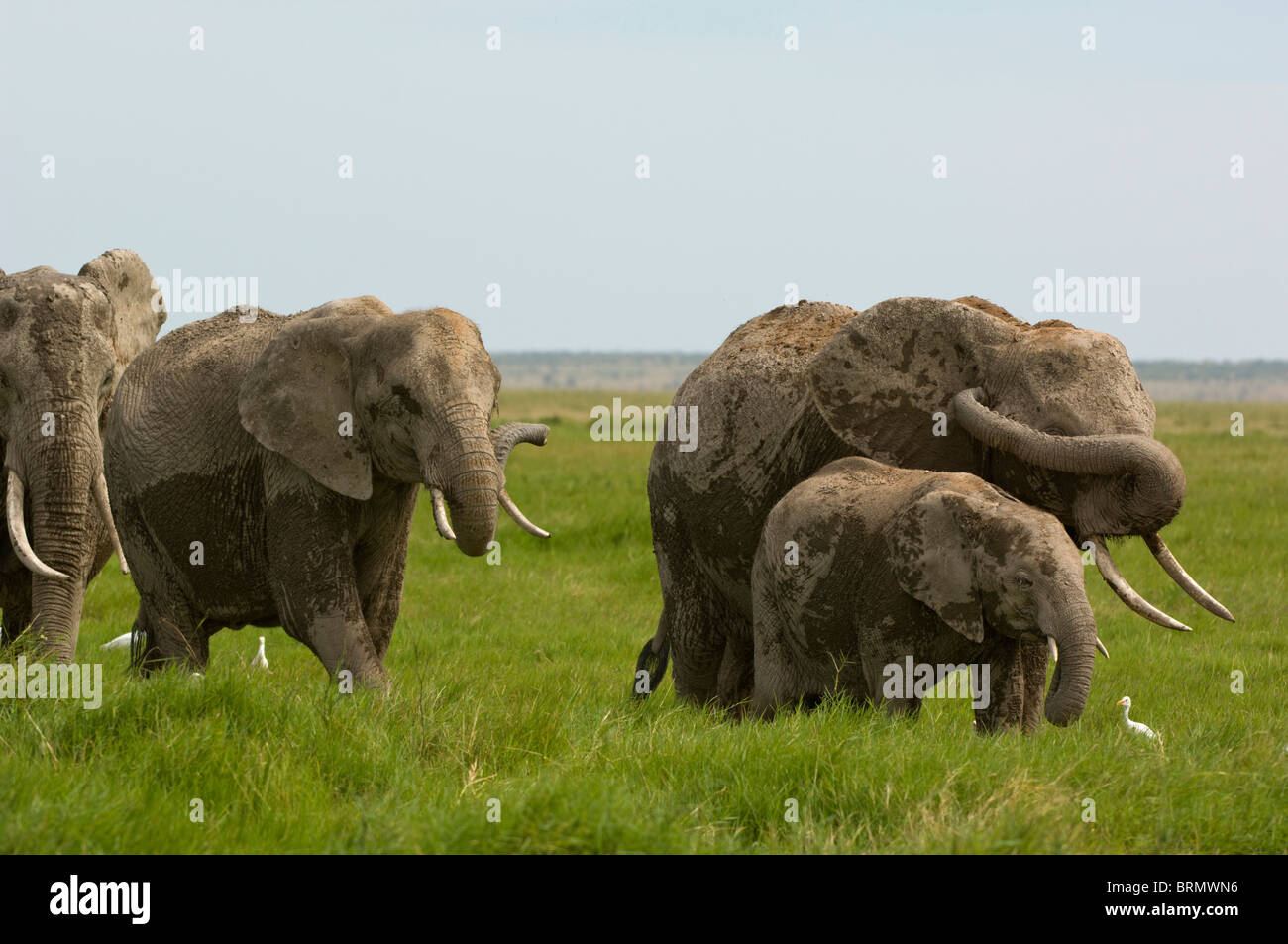 A herd of elephants (Loxodonta africana) walking across lush green grassland with the leader swinging its trunk across its face Stock Photo