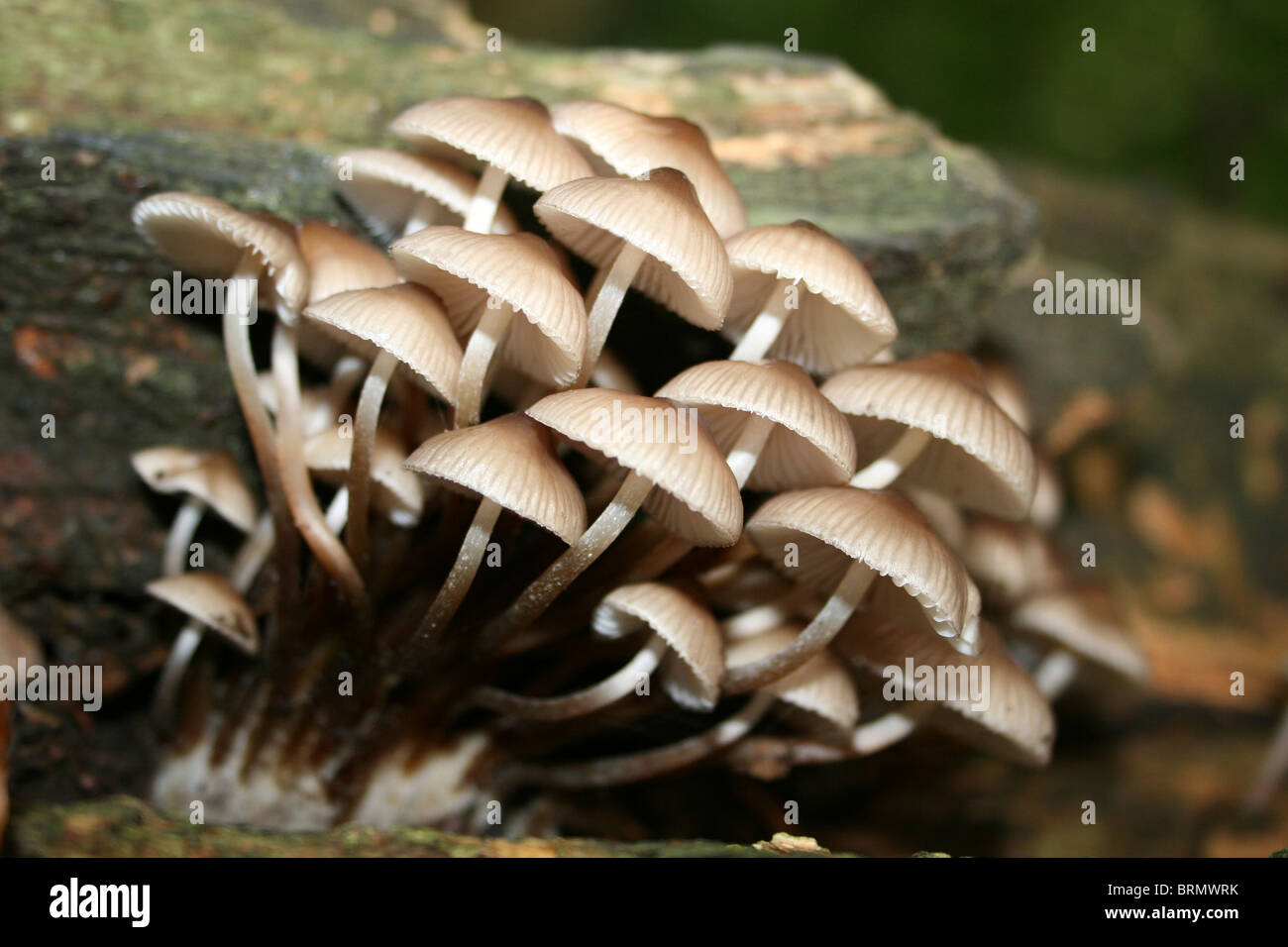 Fairy Bonnets Fungi Coprinellus disseminatus Taken at Dibbinsdale LNR, Wirral, UK Stock Photo
