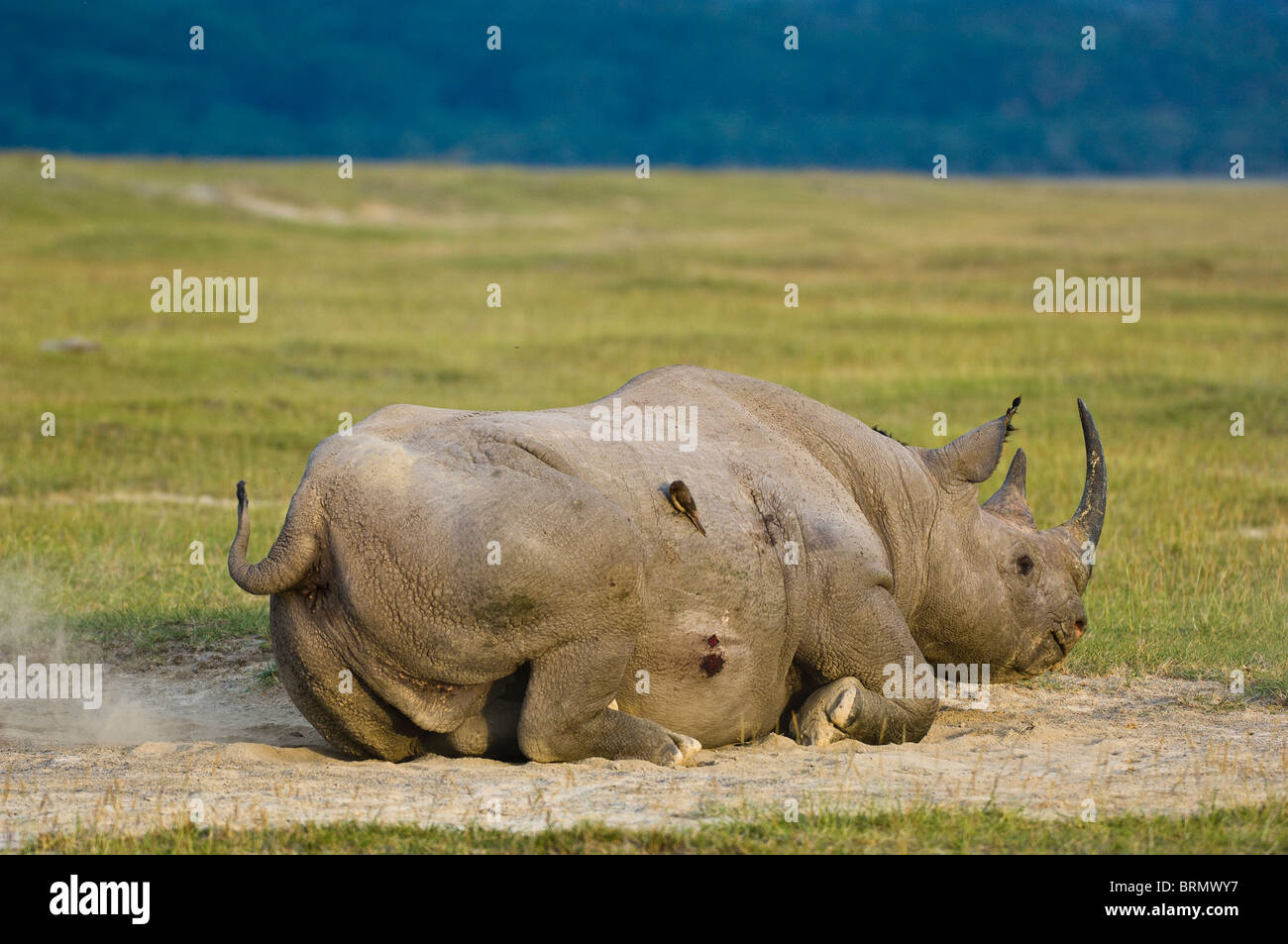 Black rhinoceros (Diceros bicornis michaeli) East African sub-species dust bathing. Stock Photo