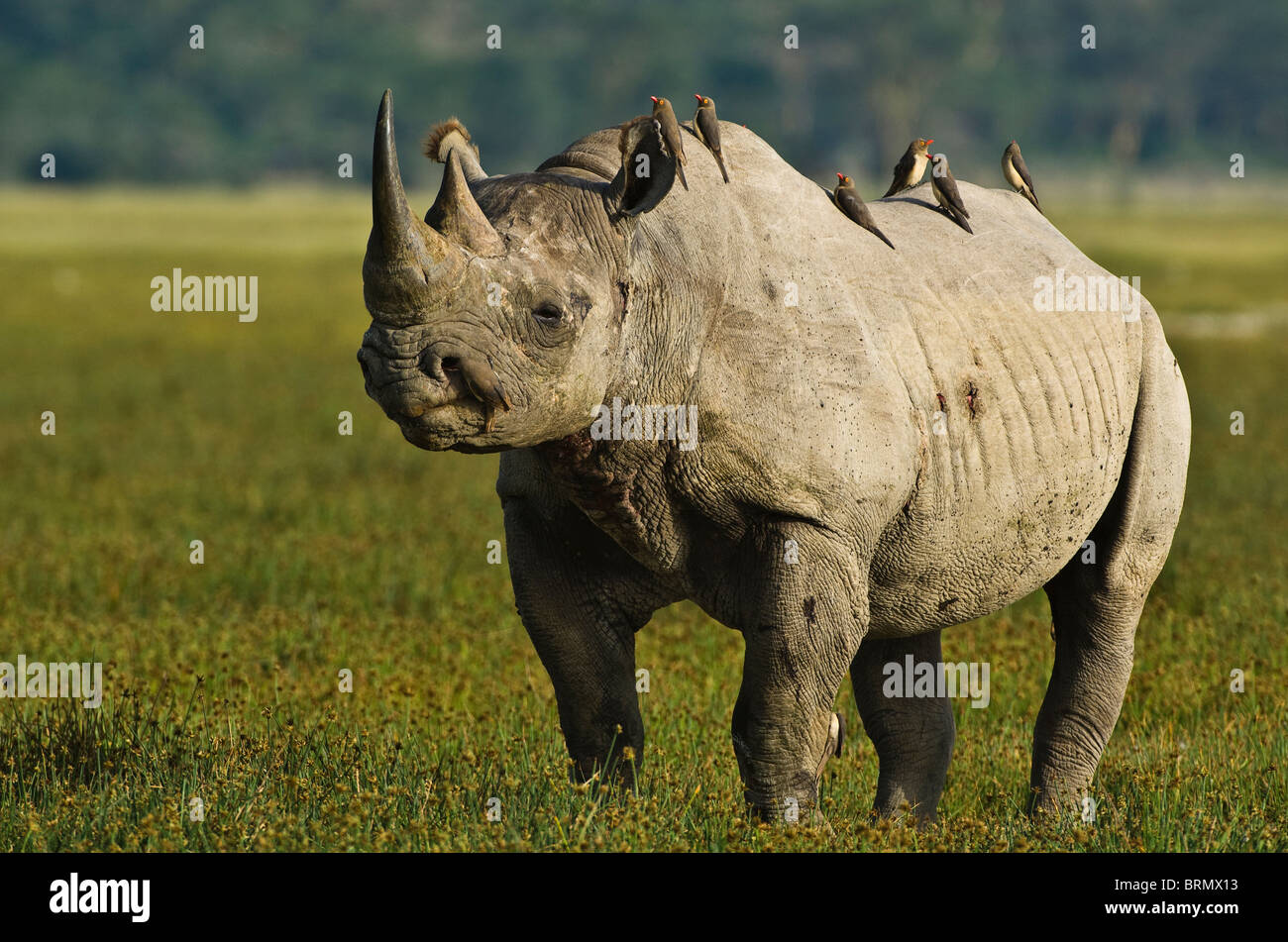 Black rhinoceros (Diceros bicornis michaeli) East African sub-species with red billed oxpeckers on its back Stock Photo