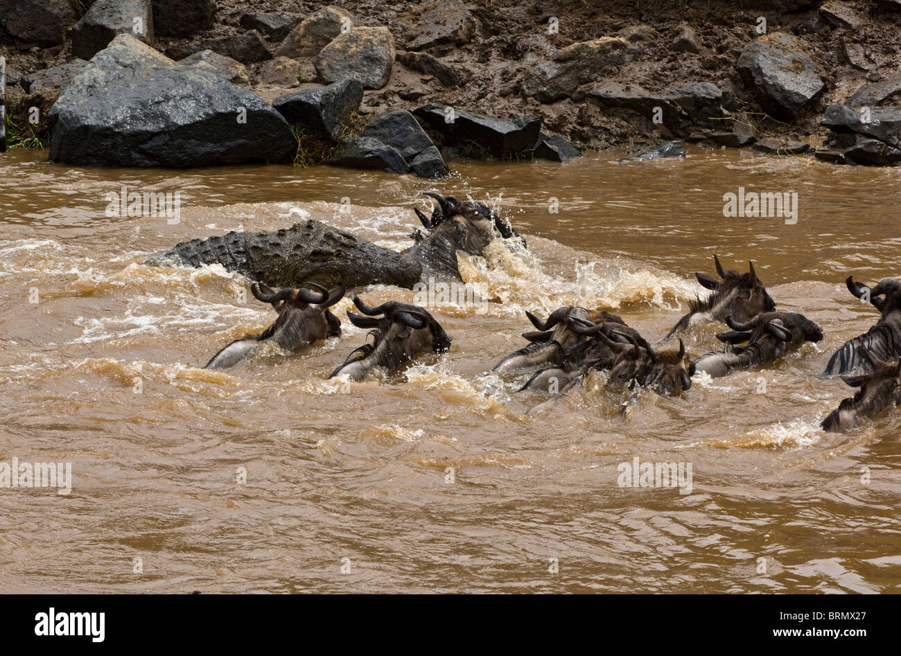 A Nile crocodile [Crocodylus niloticus] catches a wildebeest while
