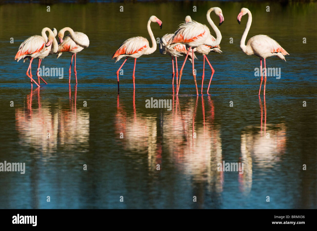 Greater flamingos are commonly found on the Rift Valley soda lakes like these at Lake Lagarja Stock Photo