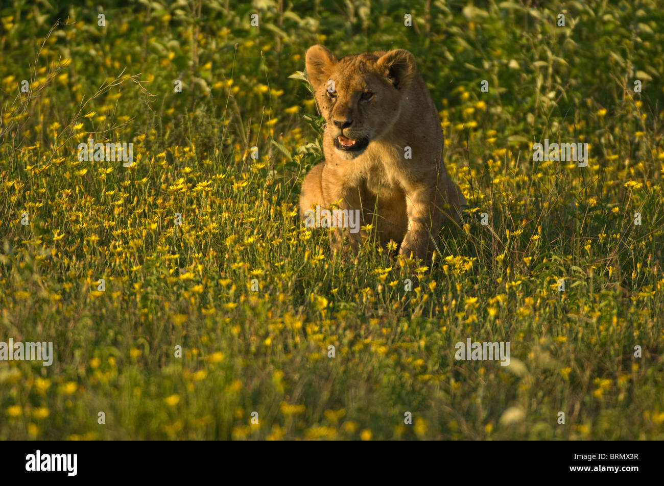 A lion cub sits in a field of yellow Bidens flowers Stock Photo