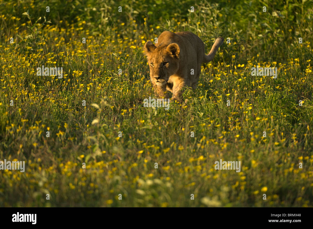 A lion cub stalks through a field of yellow Bidens flowers Stock Photo
