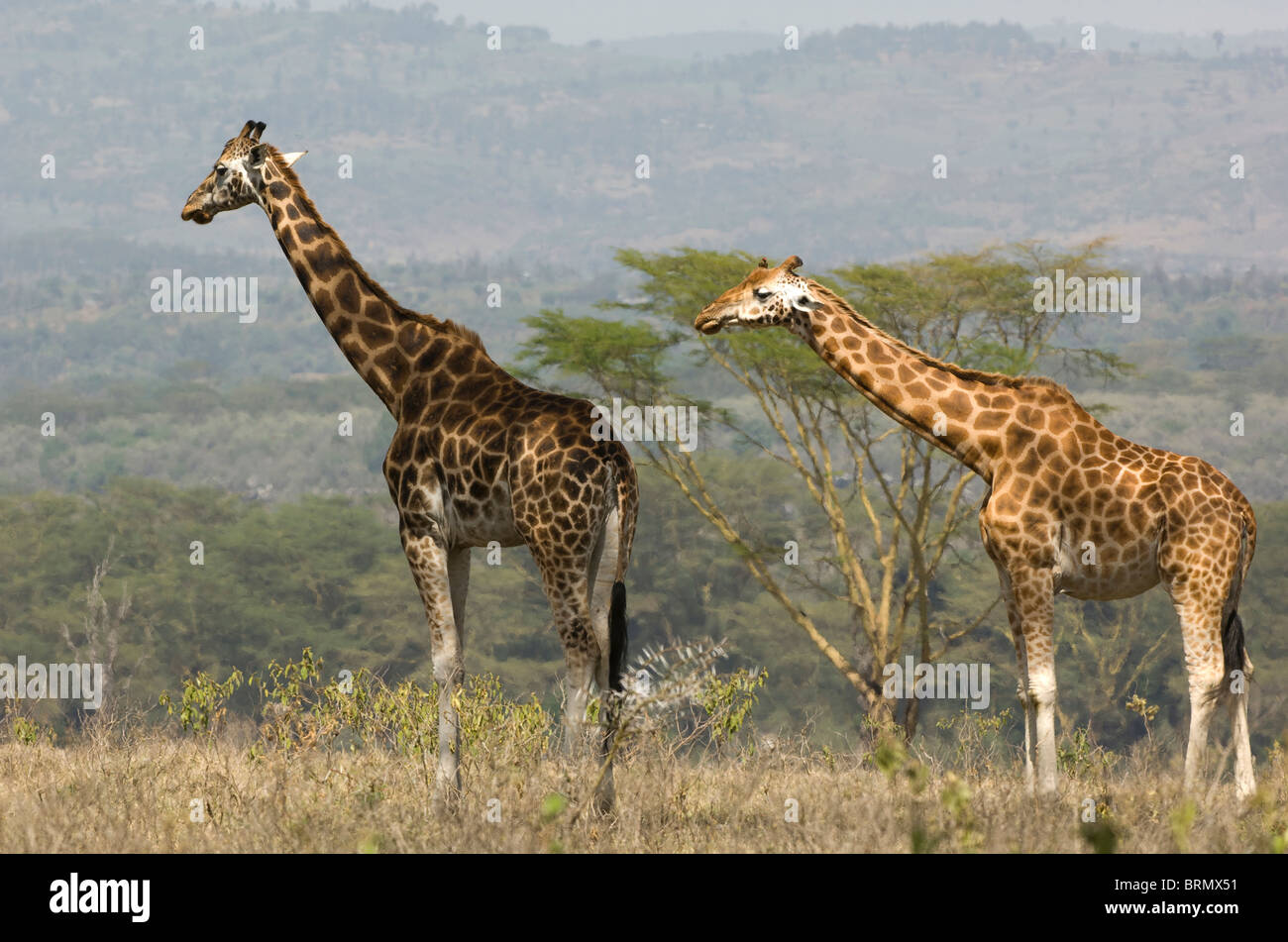 Two Rothschild's Giraffe (Giraffa camelopardalis Rothschild) standing near to each other Stock Photo