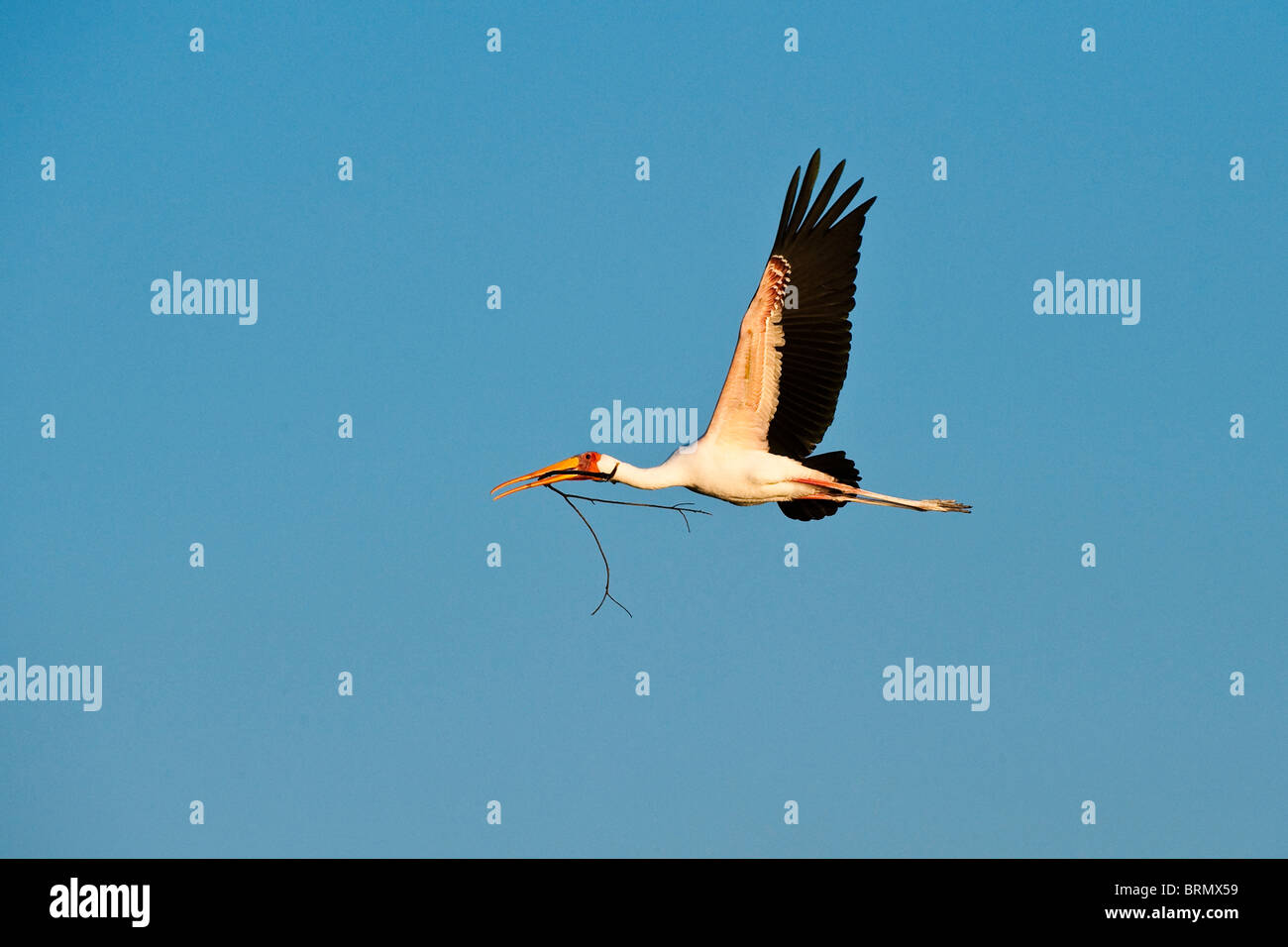 A yellow-billed stork ( or wood ibis) (Mycteria ibis) carries nest material in its beak Stock Photo