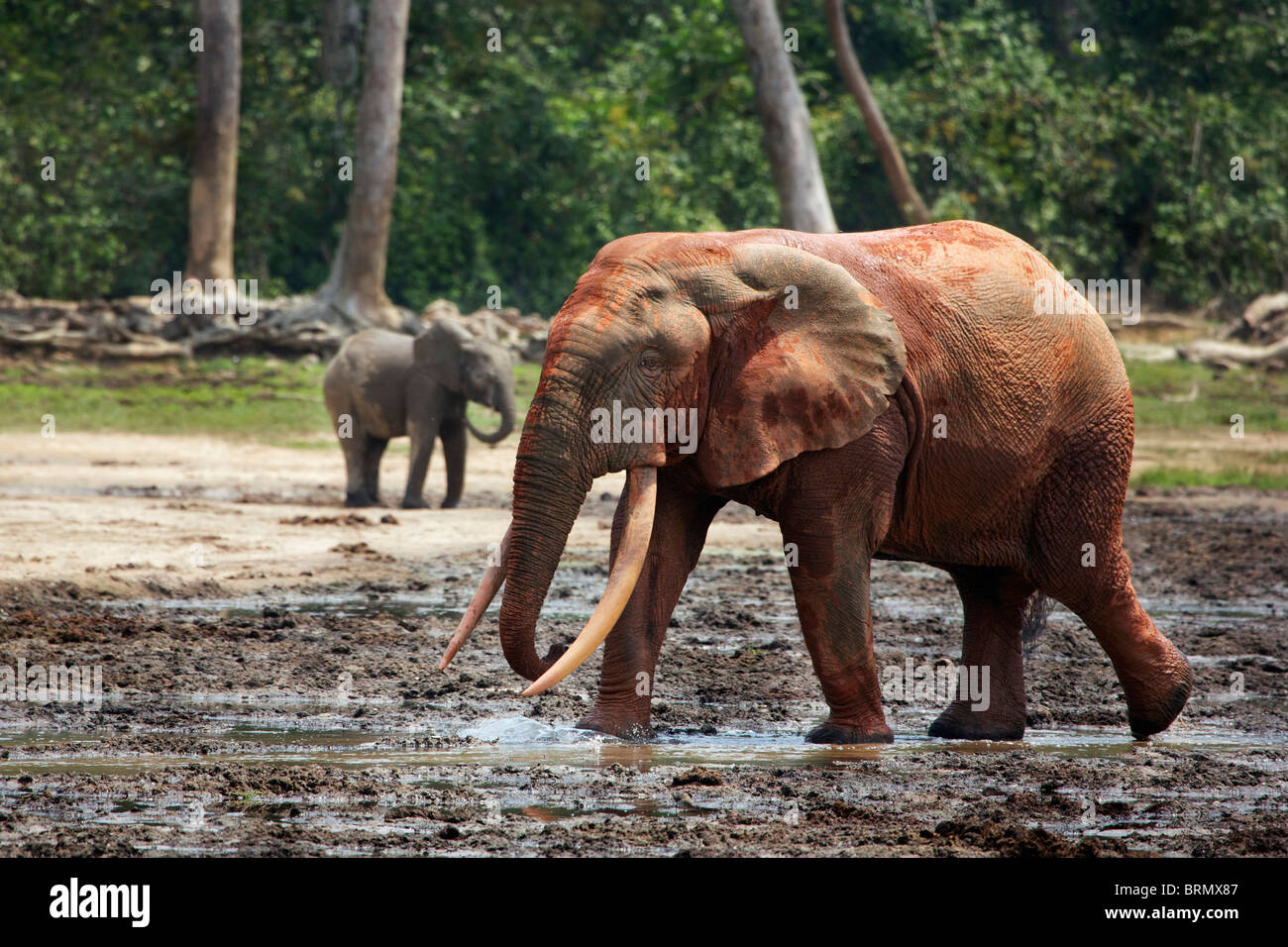 Forest elephant (Loxodonta africana cyclotis) covered in red mud with a calf standing in the background Stock Photo